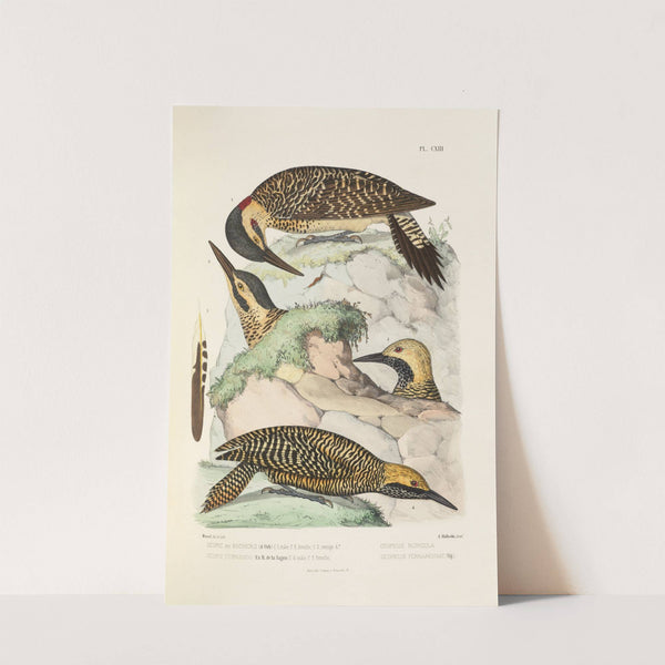 Monographie des picidées pl42 (1861-1862) by Alfred Malherbe