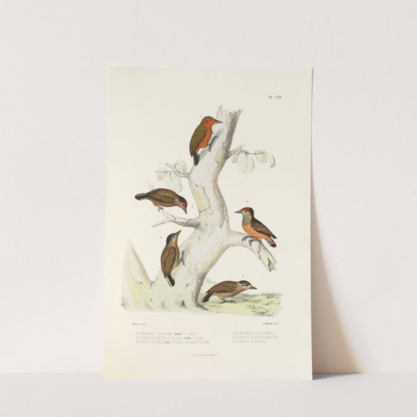 Monographie des picidées pl44 (1861-1862) by Alfred Malherbe