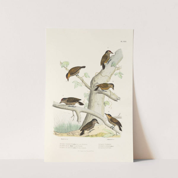 Monographie des picidées pl45 (1861-1862) by Alfred Malherbe