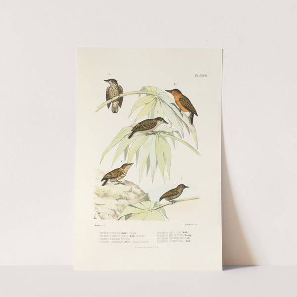 Monographie des picidées pl47 (1861-1862) by Alfred Malherbe