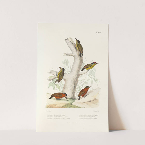 Monographie des picidées pl48 (1861-1862) by Alfred Malherbe