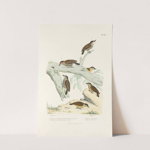 Monographie des picidées pl49 (1861-1862) by Alfred Malherbe