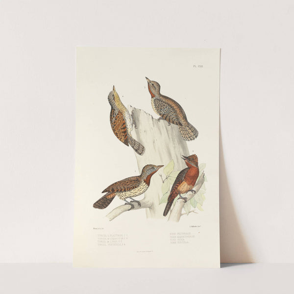 Monographie des picidées pl50 (1861-1862) by Alfred Malherbe