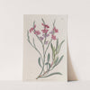 Monopetalous Sea Lavender by Sydenham Edwards