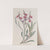 Monopetalous Sea Lavender by Sydenham Edwards