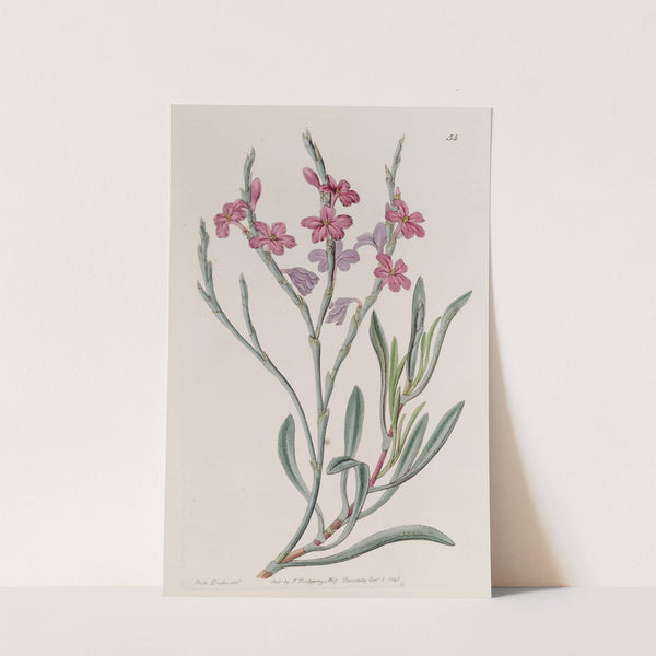 Monopetalous Sea Lavender by Sydenham Edwards
