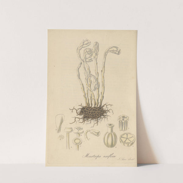 Monotropa uniflora by William Jackson Hooker