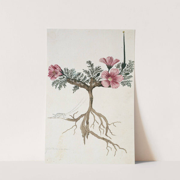 Monsonia multifidum E.Mey. ex Kunth (met een insect) (1777-10) by Robert Jacob Gordon