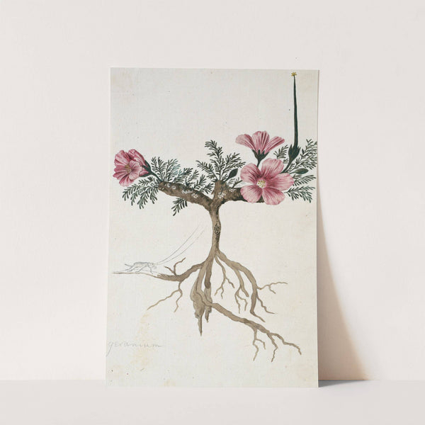 Monsonia multifidum E.Mey. ex Kunth (with an insect) by Robert Jacob Gordon