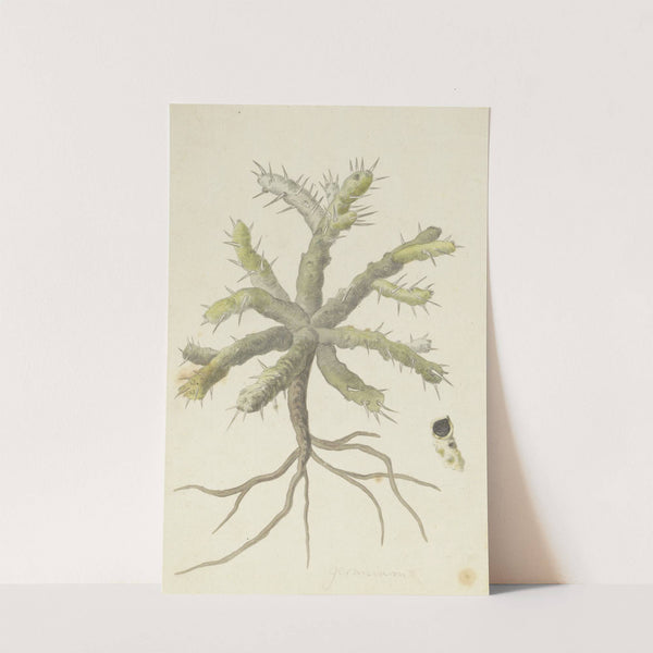 Monsonia patersonii or Monsonia sp. by Robert Jacob Gordon