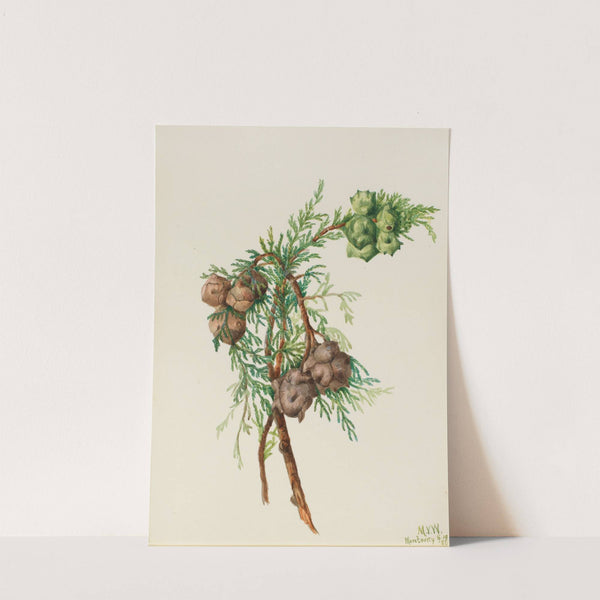 Monterey Cypress (Cupressus macrocarpa) (1936) by Mary Vaux Walcott