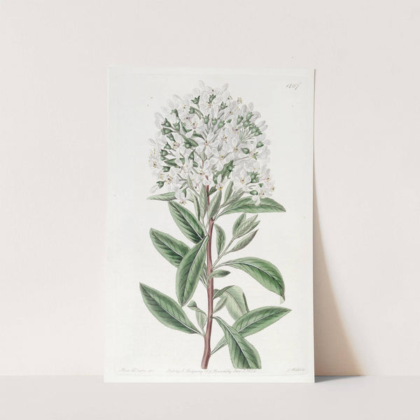 Montevideo Escallonia by Sydenham Edwards