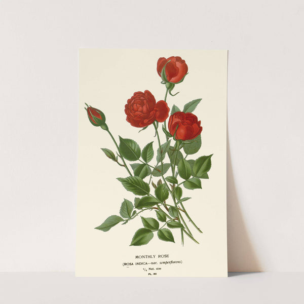 Monthly Rose (1896-1897) by Edward Step