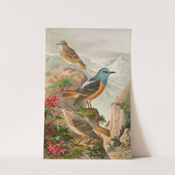 Monticola saxatilis by Johann Friedrich Naumann