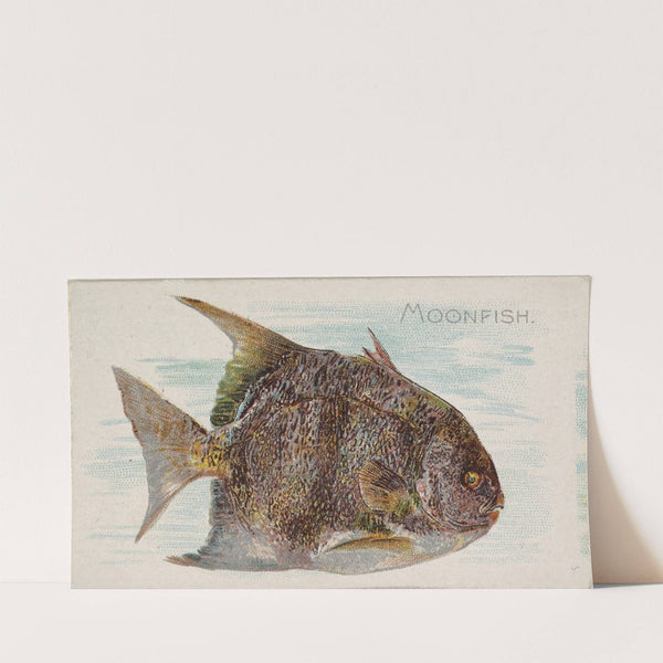 Moonfish (1889) by Allen & Ginter