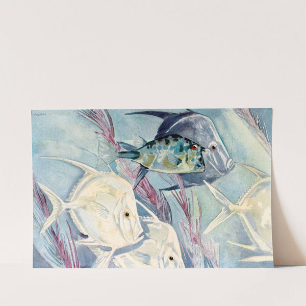 Moonfishes by Stephen Haweis