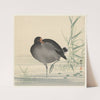 Moorhen (1900 - 1930) by Ohara Koson