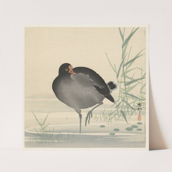 Moorhen (1900 - 1930) by Ohara Koson