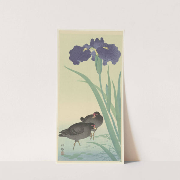 Moorhens and iris by Ohara Koson