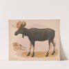Moose. European elk. Alces malchis (1874) by Louis Prang & Co.