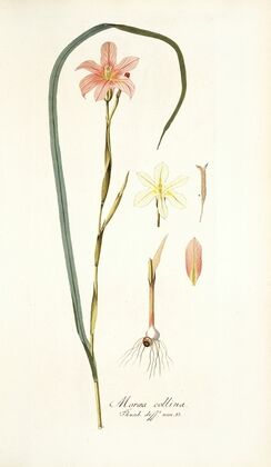 Moraea collina
