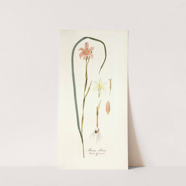 Moraea collina by Nikolaus Joseph Freiherr von Jacquin