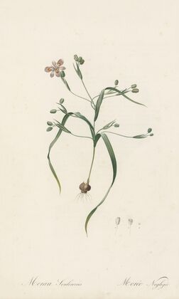Moraea sordescens (1802-1816)