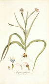 Moraea sordescens