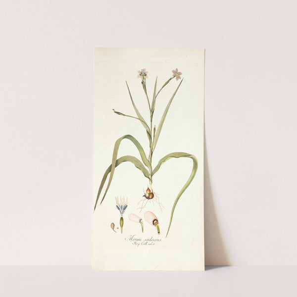 Moraea sordescens by Nikolaus Joseph Freiherr von Jacquin