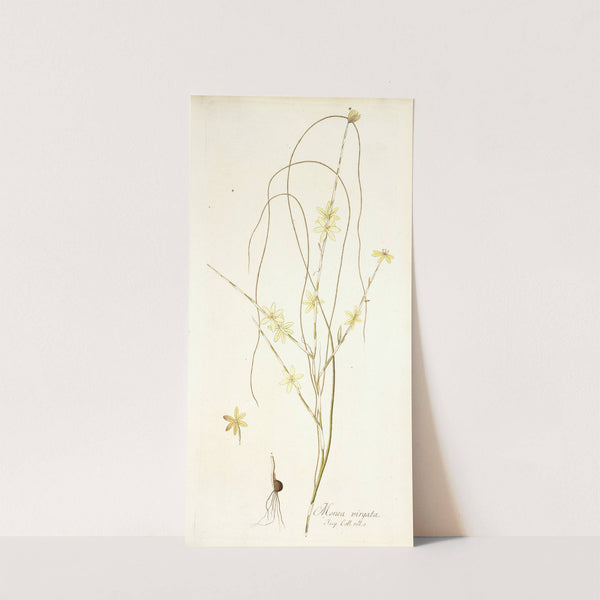 Moraea virgata by Nikolaus Joseph Freiherr von Jacquin