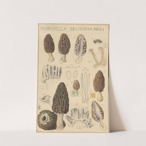 Morchella deliciosa (1915-1945) by Hans Walty