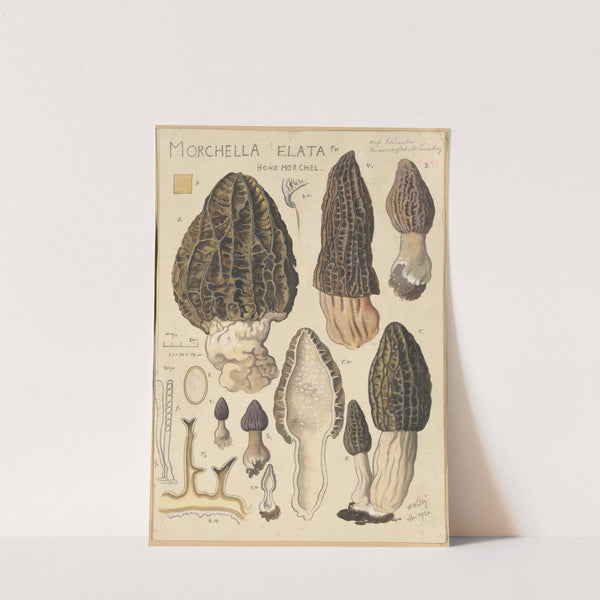 Morchella elata (1915-1945) by Hans Walty