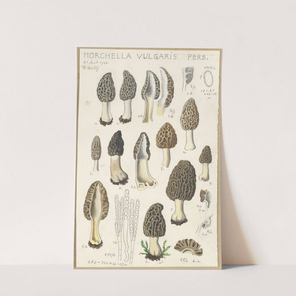 Morchella vulgaris (1915-1945) by Hans Walty