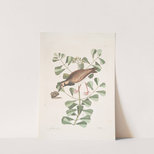 Morinellus marinus, The Turn-Stone, or Sea-Dottrel; Frutex &c., by Mark Catesby