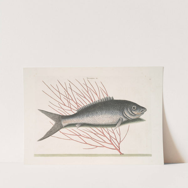 Mormijrus &c., The Bone-Fish. by Mark Catesby