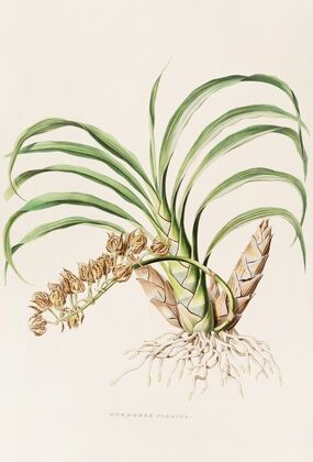 Mormodes Pardina