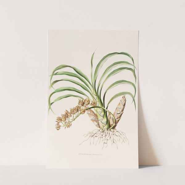 Mormodes Pardina (1837-1843) by James Bateman