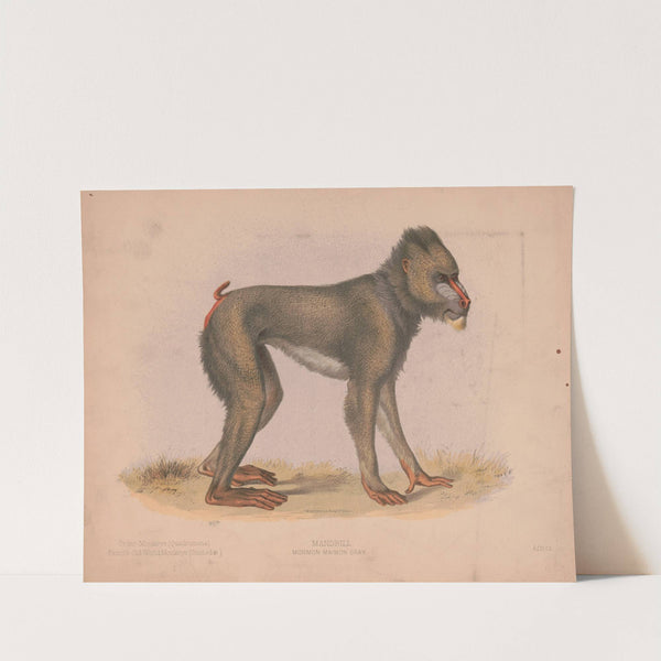 Mormon maimon gray (1874) by Louis Prang & Co.