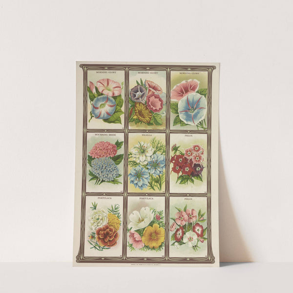 Morning Glory, Mourning bride, Nigella, Phlox, Portulaca (1921) by Genesee Valley Lithograph Co.