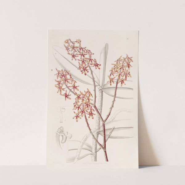 Morning Renanthera by Sydenham Edwards