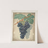 Morocco grape. (1812) by George Brookshaw