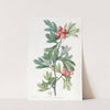 Morocco Hawthorn by Sydenham Edwards