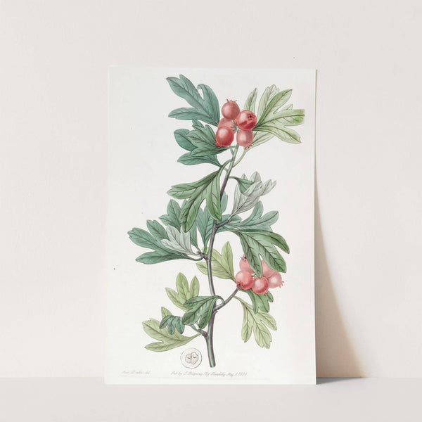 Morocco Hawthorn by Sydenham Edwards