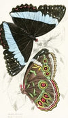 Morpho Helenor