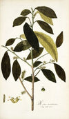 Morus mauritiana