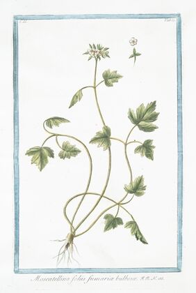 Moscattelina foliis fumariæ bulbosæ