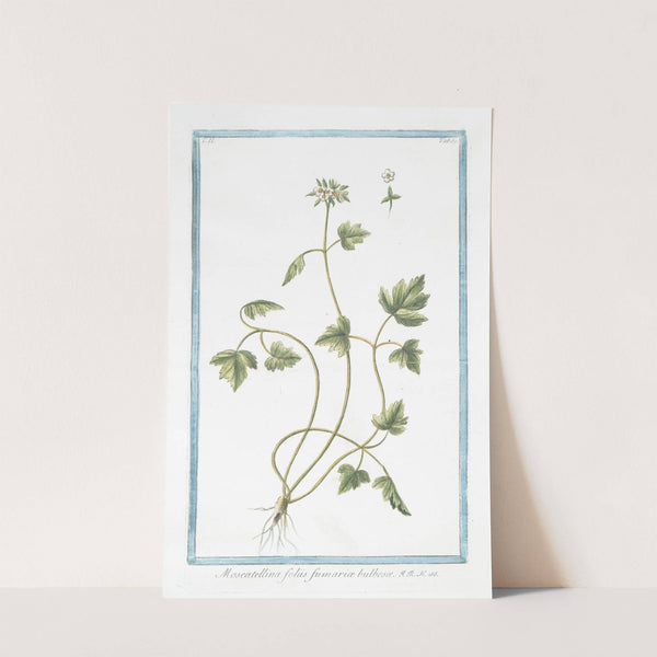 Moscattelina foliis fumariæ bulbosæ by Giorgio Bonelli