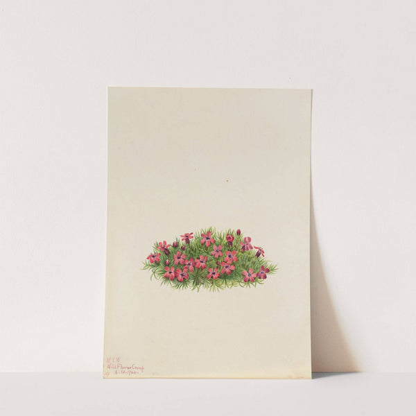 Moss Campion (Silene acaulis) (1924) by Mary Vaux Walcott