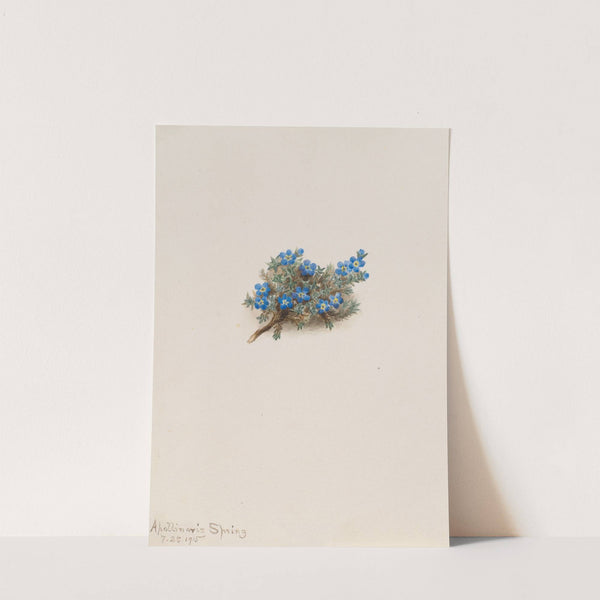 Moss Forget-me-not (Eritichum elongatum) (1915) by Mary Vaux Walcott