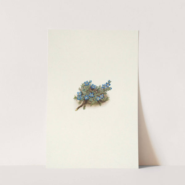 Moss Forget-me-not. Eritrichum elongatum (1925) by Mary Vaux Walcott